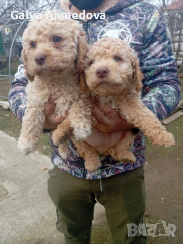 Здравейте продавам чисто кръвни кученца с поставена първа ваксина , снимка 2 - Други - 53210485