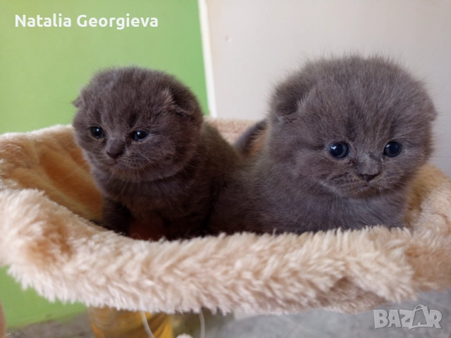 Британски котенца , снимка 5 - Британска късокосместа - 52672572