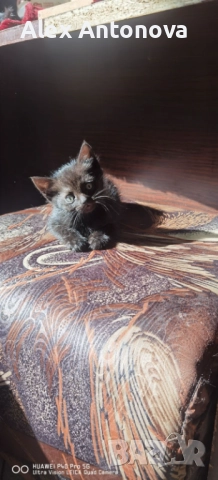 Коледни бижута, снимка 3 - Други стоки за дома - 52421660