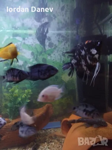 Продавам рибки , снимка 2 - Рибки - 47412039