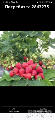 Продавам разсад ягоди , снимка 9 - Сортови семена и луковици - 47376632