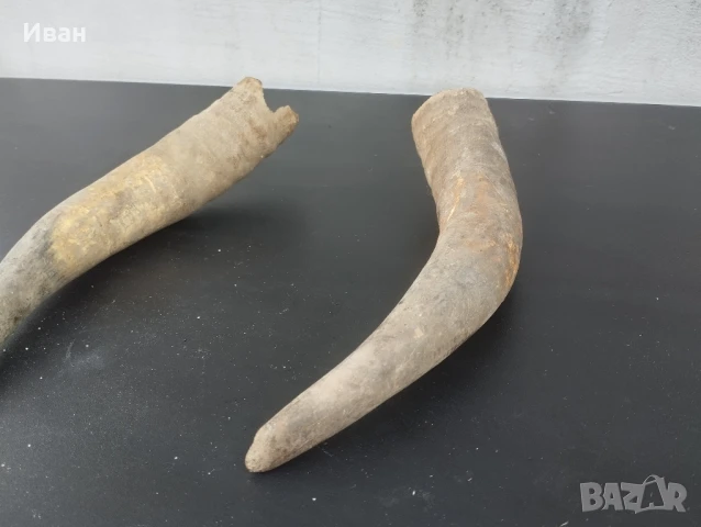 Чифт биволски рога , снимка 5 - Антикварни и старинни предмети - 51060413