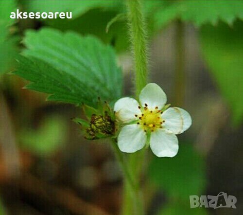 100 семена от плод бяла ягода органични плодови бели ягодови семена от вкусни ягоди отлични плодове , снимка 2 - Сортови семена и луковици - 27610003