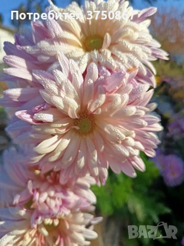 💜🌿🩷 Високостеблени хризантеми , снимка 10 - Градински цветя и растения - 52420302