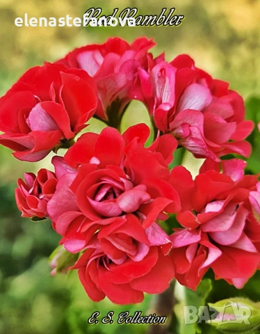 Сортови мушката, снимка 7 - Стайни растения - 51434640