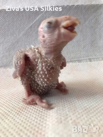 ръчно отглеждане на птици, снимка 18 - Папагали - 52415606