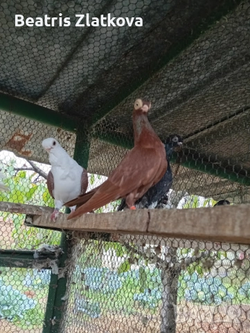 продавам гълъби, снимка 2 - Гълъби - 52593056