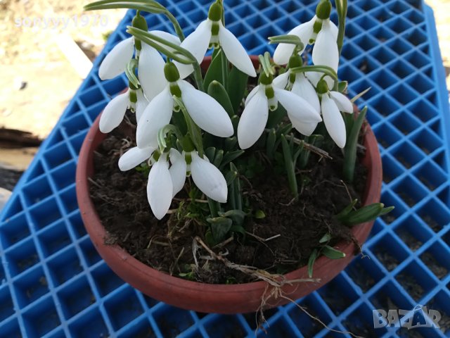 САКСИЯ С КОКИЧЕТА 0502240829