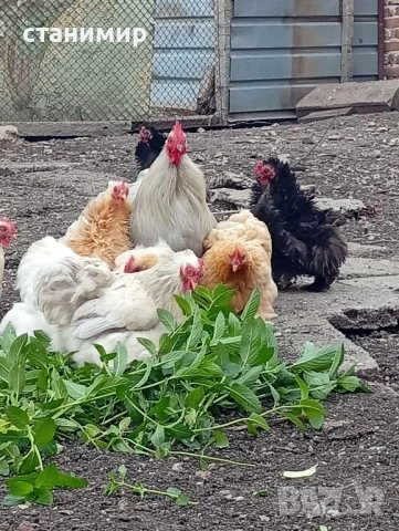 мини кохин, снимка 3 - Кокошки и пуйки - 50479524