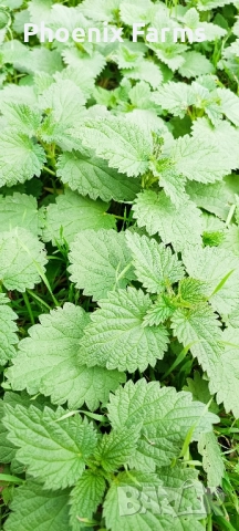 Шипки, Билков пчелен Мед, Боров прашец, коприва, пелин, снимка 12 - Домашни продукти - 50332840