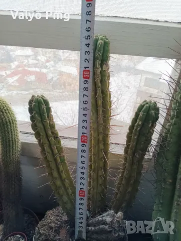 Кактуси Сан Педро, снимка 7 - Стайни растения - 47015953