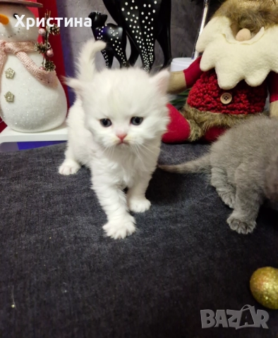 Бяло британско коте , снимка 6 - Британска късокосместа - 52835556