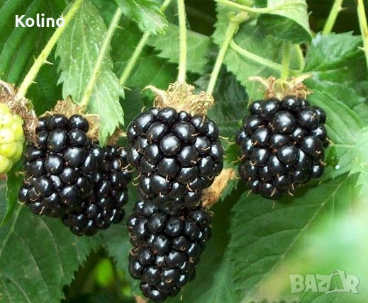 Сладко и сироп от дива къпина, снимка 2 - Домашни продукти - 50925694