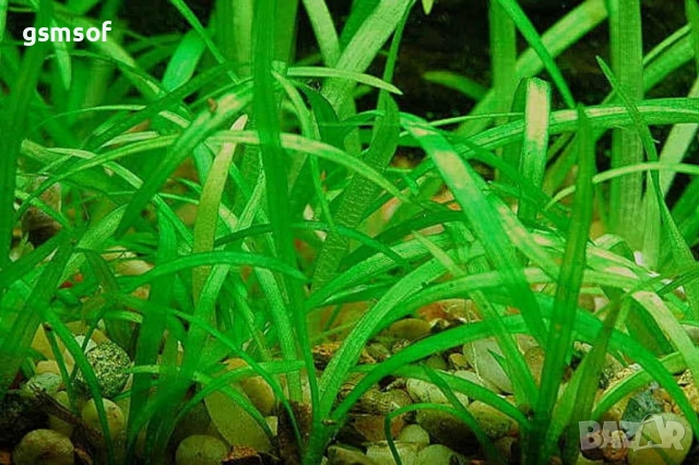аквариумно растение Sagittaria subulata - Сагитария 