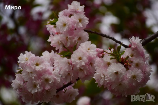 Продавам фотографии-картини