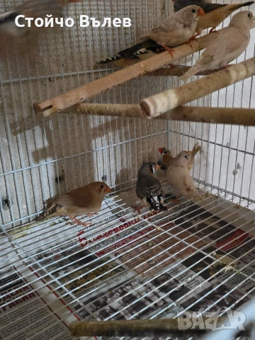 Продавам зеброви амадини, снимка 4 - Амадини - 53243814