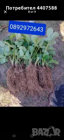 Разсад ягоди , снимка 18 - Разсади - 49528498