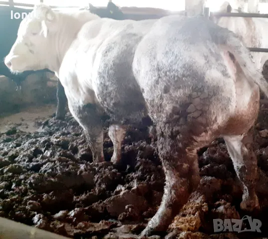 Продавам телета и бикове ., снимка 4 - За селскостопански - 49685126