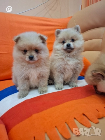 Померан померанчета Гр. София, снимка 2 - Померан - 52597069