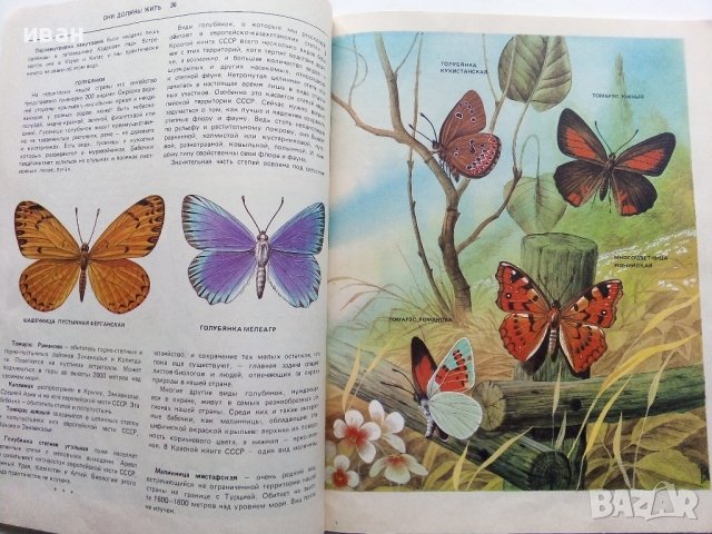 Они должны жить - Бабочки - Н.И.Кочетова - 1990г., снимка 7 - Енциклопедии, справочници - 43905760