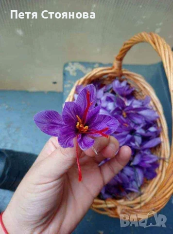 Шафранови луковици, снимка 10 - Домашни продукти - 50898714