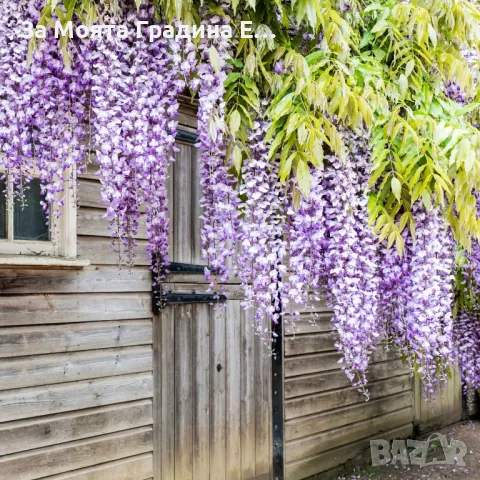Вистерия -Глициния, снимка 3 - Градински цветя и растения - 49433187
