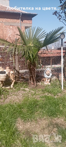 семена за студоустойчива палма трахикарпус България, снимка 6 - Сортови семена и луковици - 44925301