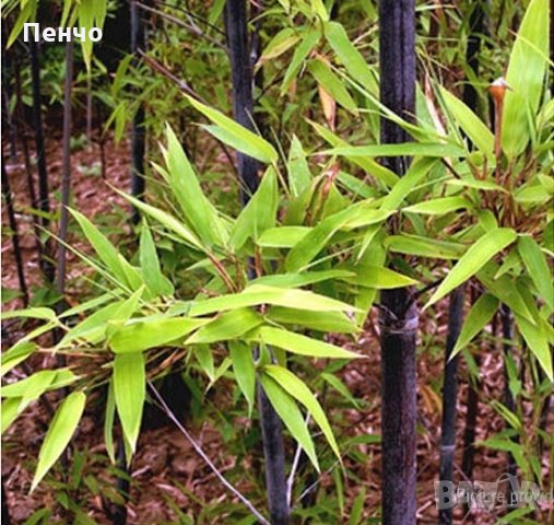 100 бр бамбукови семена от черен бамбук Black Bamboo растение декорация за двора и градината, снимка 10 - Стайни растения - 28091310