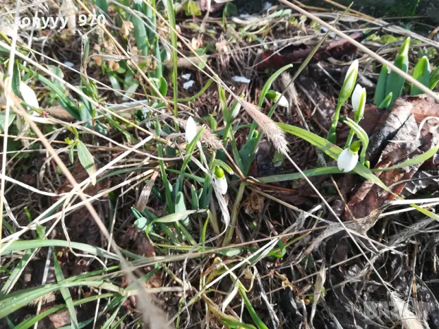 КОКИЧЕТА В САКСИЯ С ЛУКОВИЦИ И ПОЧВА 2025Г 2401251516, снимка 13 - Градински цветя и растения - 48812271