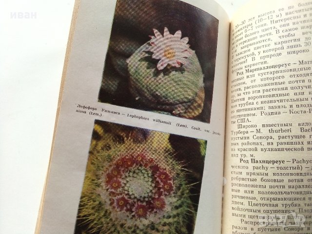 В мире кактусов - Р.Удалова,Н.Вьюгина - 1983 г., снимка 7 - Енциклопедии, справочници - 32651164