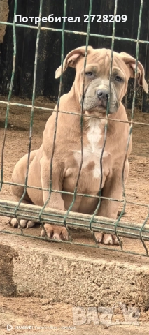 Американско Були ХЛ/ American Bully XL, снимка 14 - Питбул - 51410382