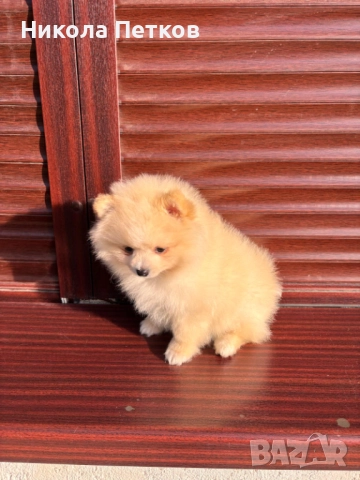 Померан , снимка 4 - Померан - 52839328