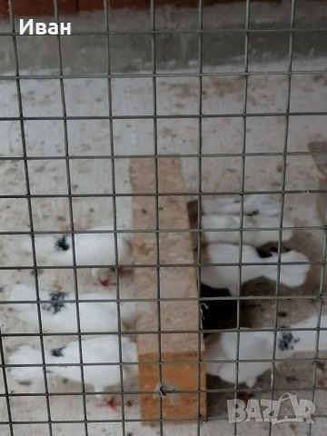 Закъртени Гълъби ., снимка 9 - Гълъби - 25111559