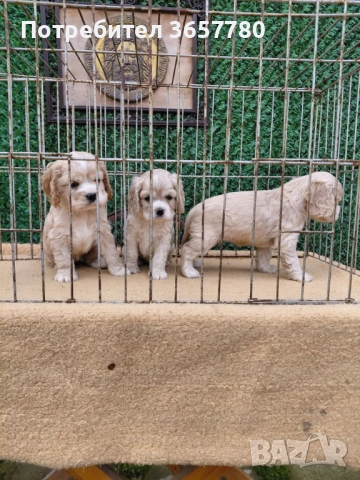 Американски кокер шпанол, снимка 5 - Други животни - 52596197