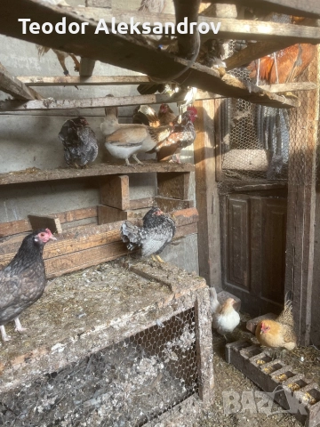 Продавам серами, снимка 3 - За птици - 52514845