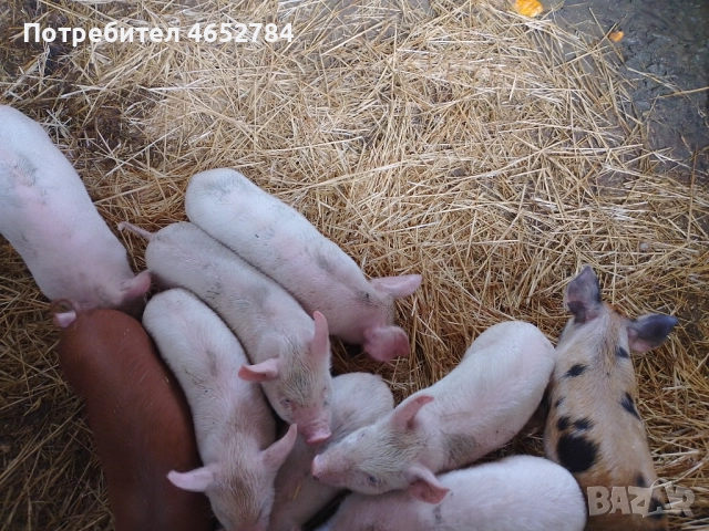Малки прасенца на 40 дни, снимка 4 - Прасета - 52534604