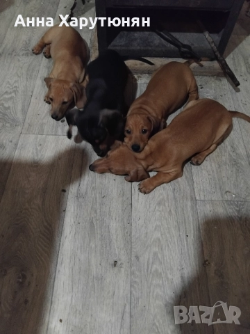 продавам четири дакелчета, снимка 3 - Дакели - 52100104