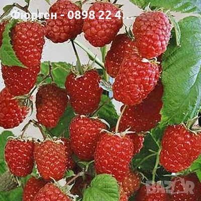 Малини - целогодишни, снимка 2 - Градински цветя и растения - 38888073