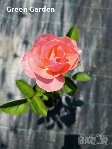 рози , снимка 15 - Градински цветя и растения - 50330660