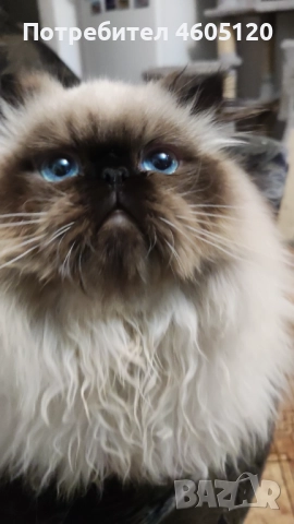 Мъжки персийски колорпойнт, снимка 3 - Персийска - 51839747