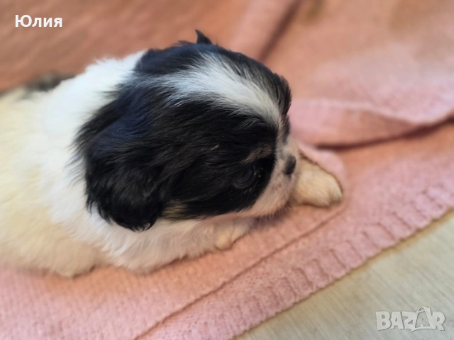 Японски хинчета, снимка 8 - Други - 52506287