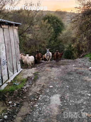 Продавам Десет Кози и Един Козел(Пръч), снимка 9 - Кози - 52583525