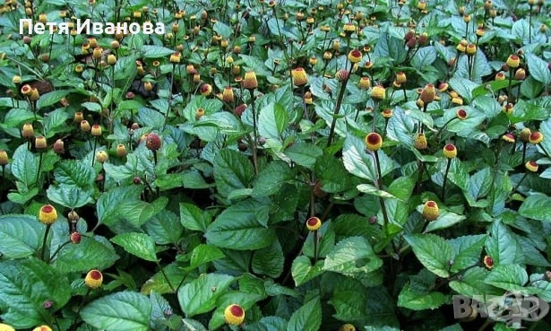 Акмела , снимка 3 - Стайни растения - 52512209