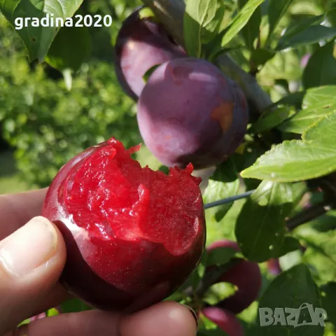 Слива - Черен диамант (Блек Даймънд), снимка 2 - Разсади - 48045664