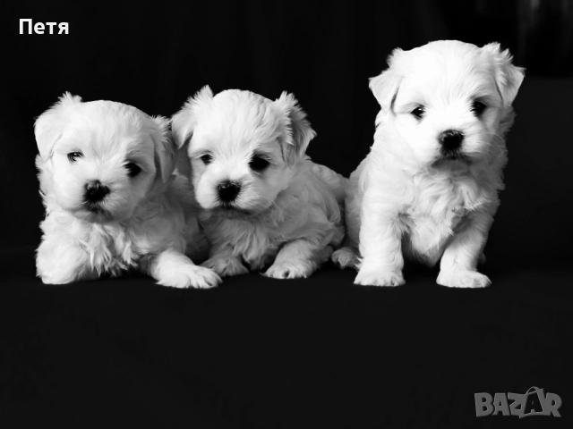 Малтийска болонка-момчета, снимка 4 - Пудели - 52971628