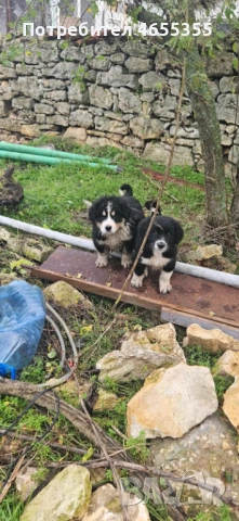 Каракачански кученца