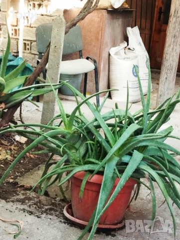 Алое Вера, снимка 5 - Стайни растения - 52509332