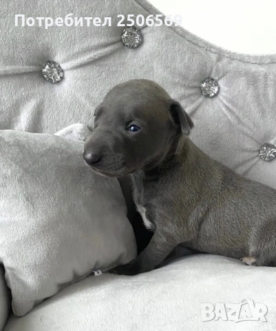 Продавам кученца италианска хрътка, снимка 14 - Хрътка - 53012848