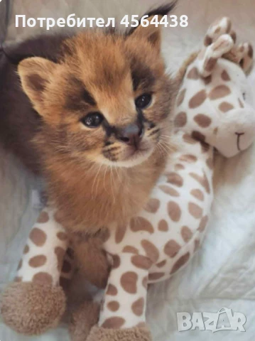Наличен сервал каракал f1 Каракал със савана f1 котенца, снимка 13 - Други - 51364847