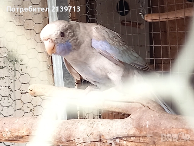 Продавам папагали Пенантови Розели , снимка 6 - Папагали - 52500695